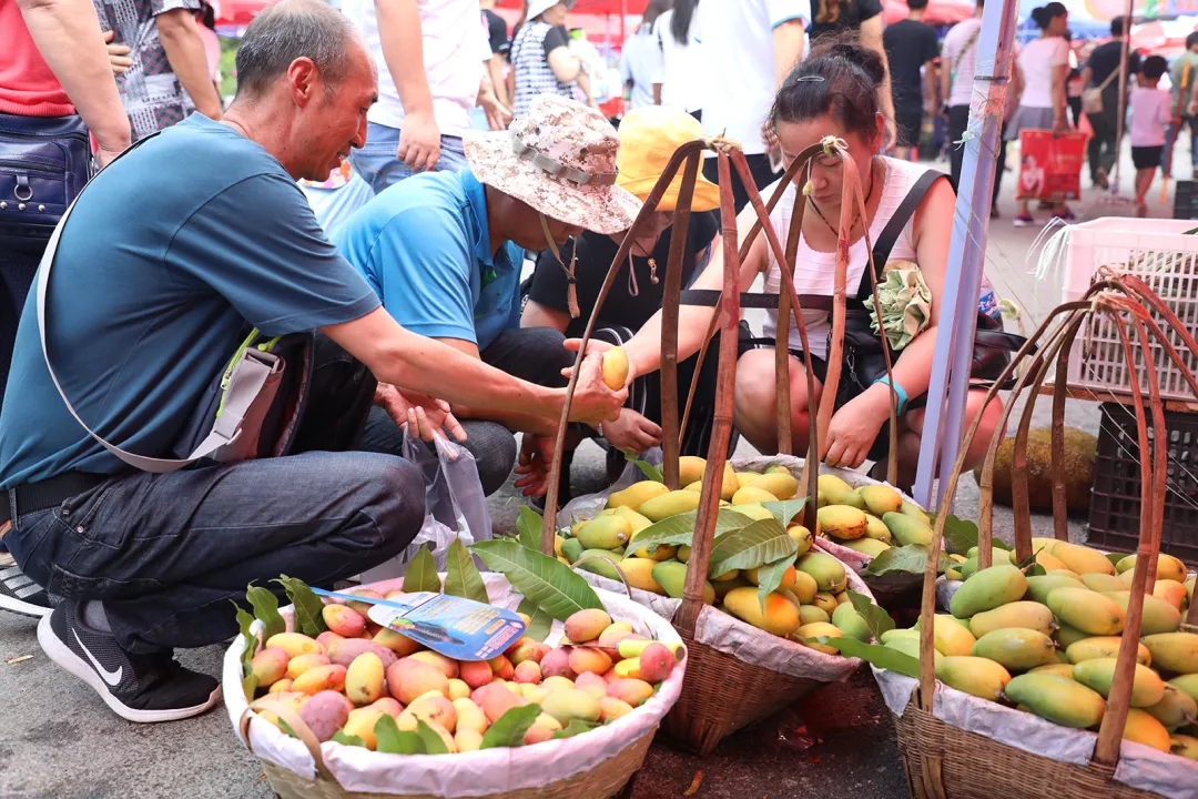 从云南元江2019金芒果旅游文化节开吃
