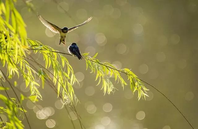 鸟类摄影诗情画意的小燕子