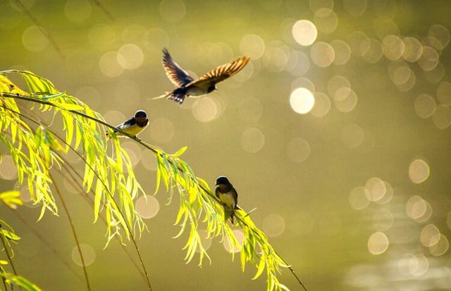 鸟类摄影:诗情画意的小燕子