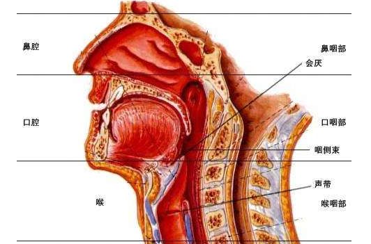 急性会厌炎是耳鼻喉科常见的急危重症之一,患者多感觉咽部很疼,甚至不
