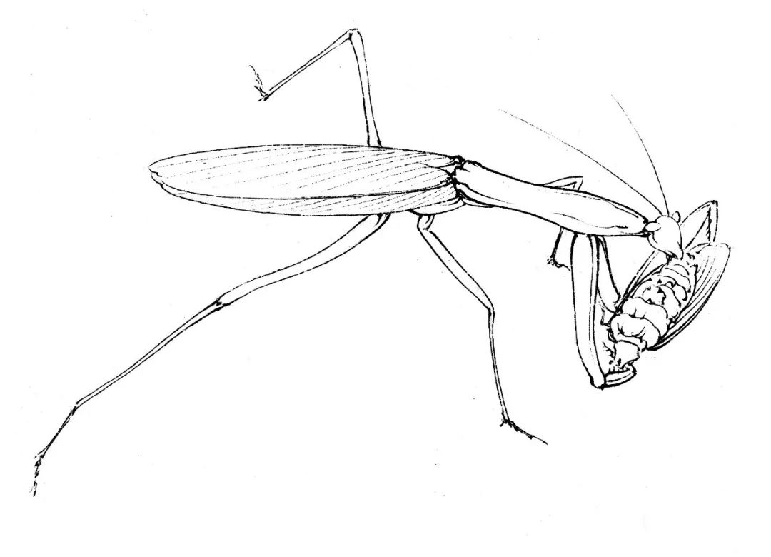 【教程】 螳螂设色技法(含详细文字解析)