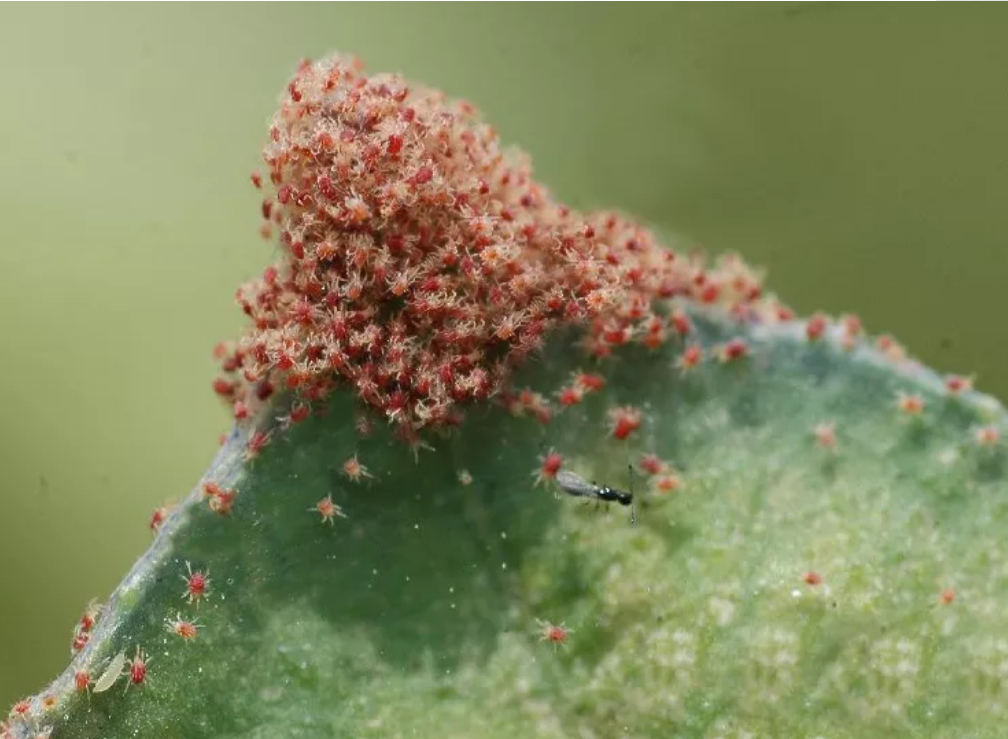 高温干旱,警惕"螨类害虫"大爆发_危害