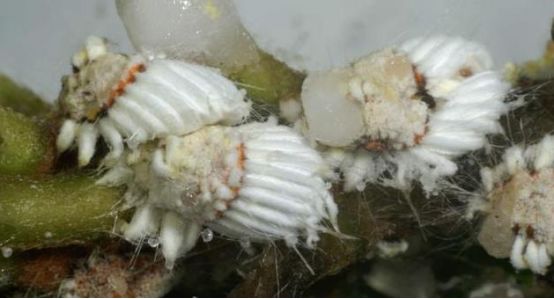 五谷丰6月7月这6种蚧壳虫的最佳防治时机一定要抓住