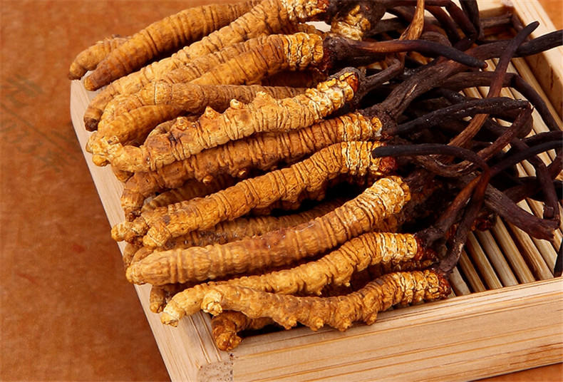 啦米购-天赐的灵丹妙药——冬虫夏草_虫体