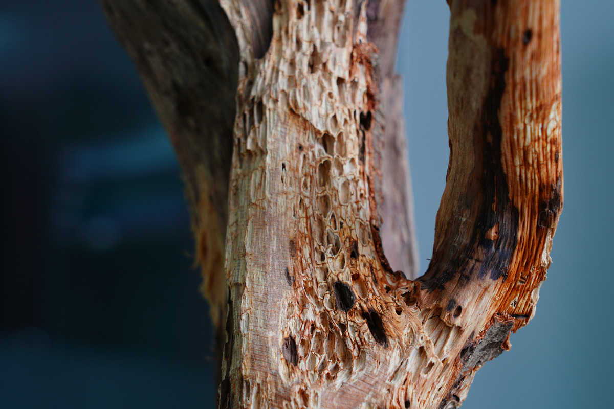 图虫静物摄影:枯木朽株