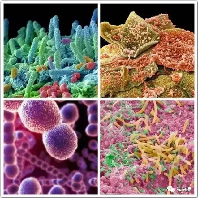 日常刷牙并不能彻底解决口臭,黄牙等问题,口腔中存在的大量细菌,才是