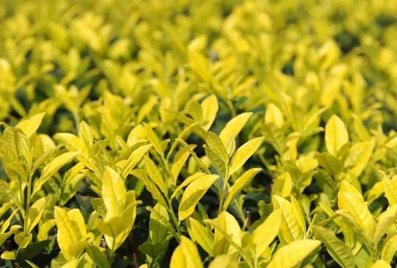 百家争茗一茗惊人全国茶王来自天台山黄茶