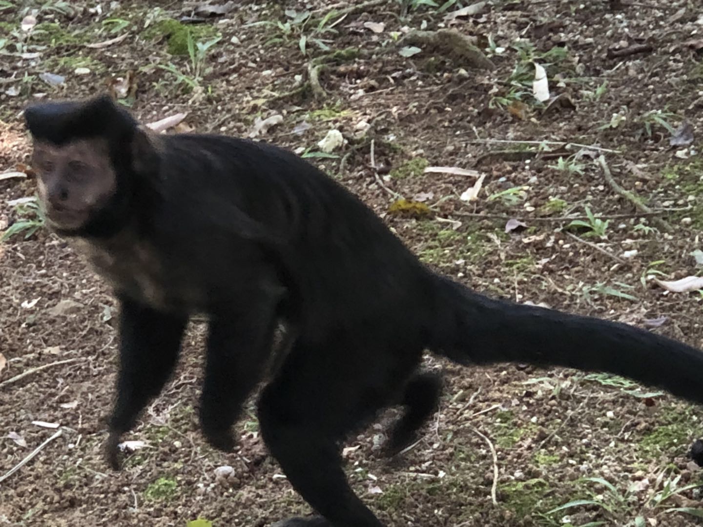巴西纪行之五 新大陆猴_猴子