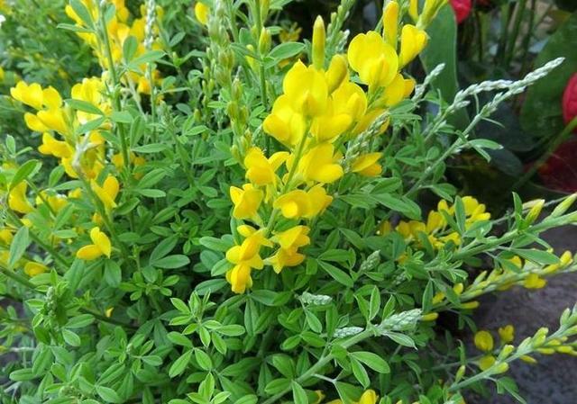开花像金黄小鸟,爱盆景的家里都养,造型简单观赏性强_金雀梅
