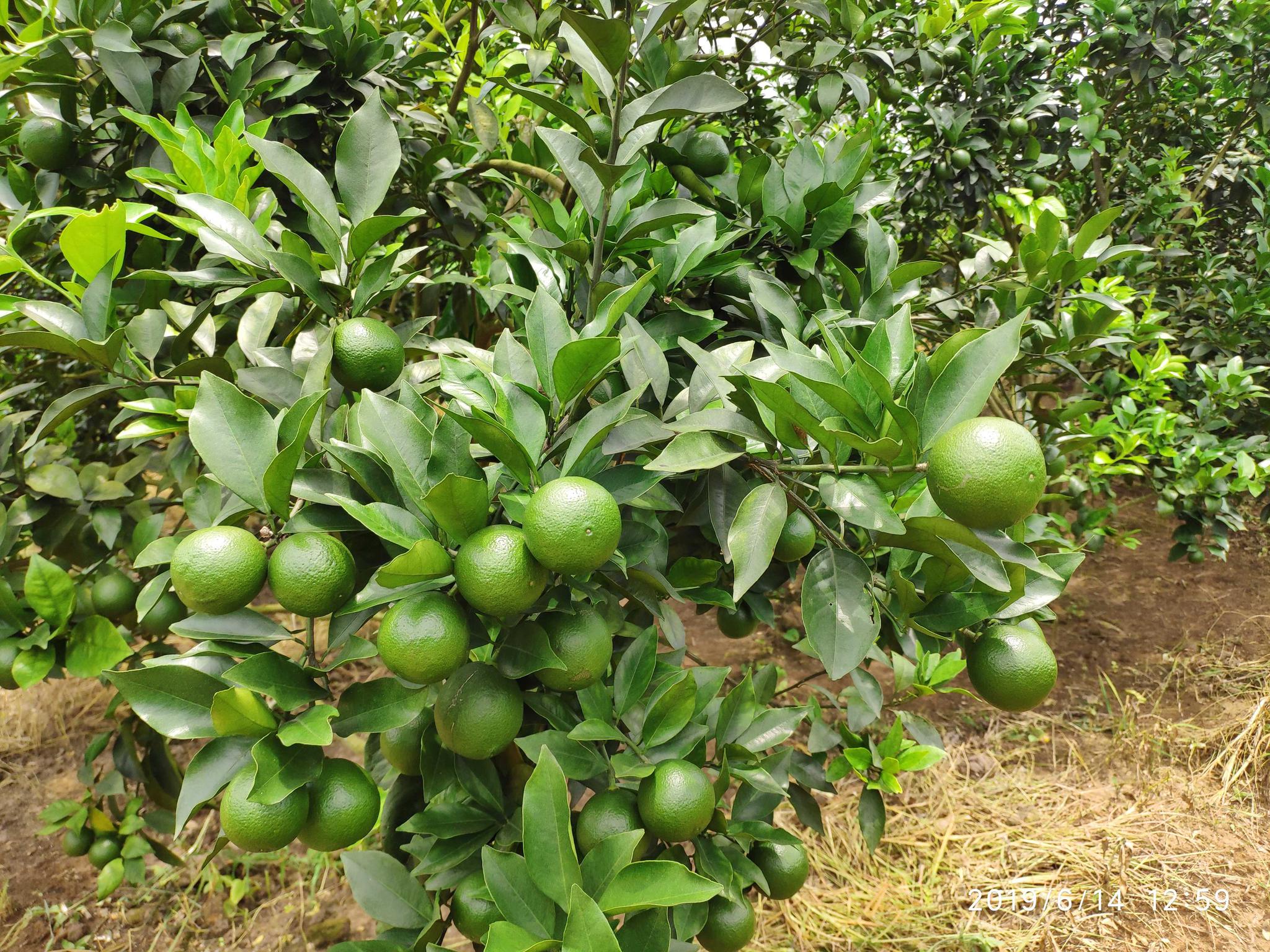 红江橙适合种植地区图片