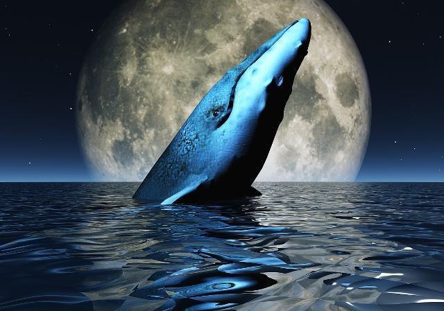 揭秘鲸鱼集体自杀之谜人类惹的祸