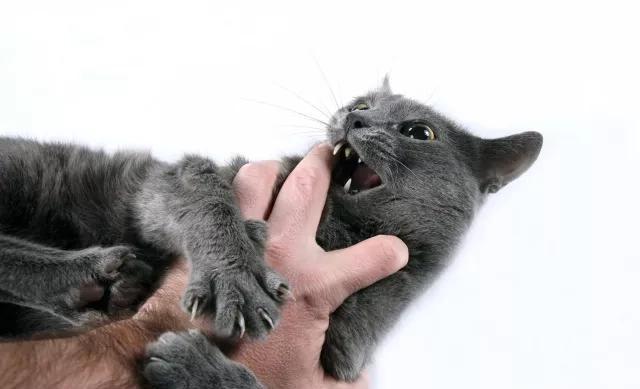 小猫总是咬人怎么办?原因主要有这几种!