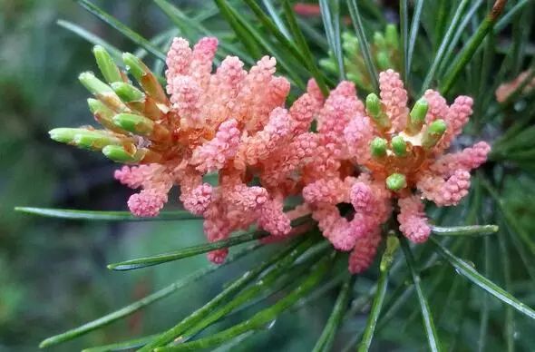 每年三四月,正是松树开花的时节,那松花一朵朵长在枝头,迎着温暖的