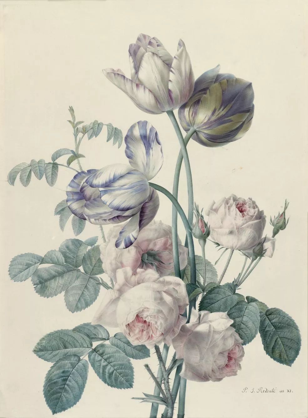 她还收藏了艺术家pierre-joseph redouté的版画《郁金香与玫瑰》