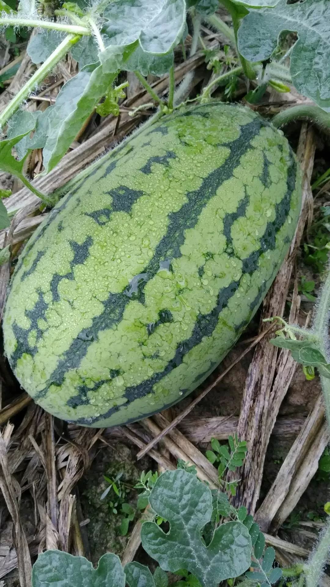 绿爽小富西瓜小富西瓜,皮薄耐储运大红瓤,糖份高,皮毛光滑漂亮,瓜型