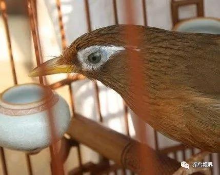 选择斗鸟眼的具体标准_眼睛