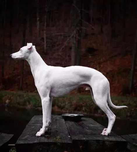 狗中白富美肤白貌美大长腿简直汪界超模了