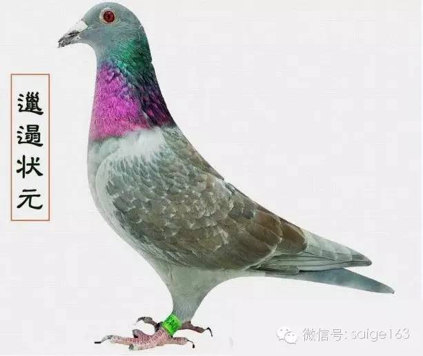 二是鸽子的内在美看不出来,而外在美又往往是银样镴枪头,中看不中用