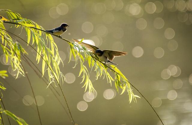 鸟类摄影:诗情画意的小燕子