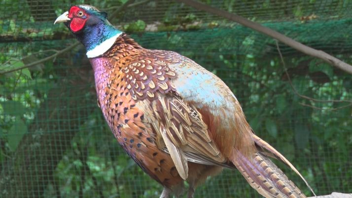 "这种黑的是乌骨鸡,这是绿壳蛋鸡,这些是野鸡,红腹锦鸡,那边的是大红