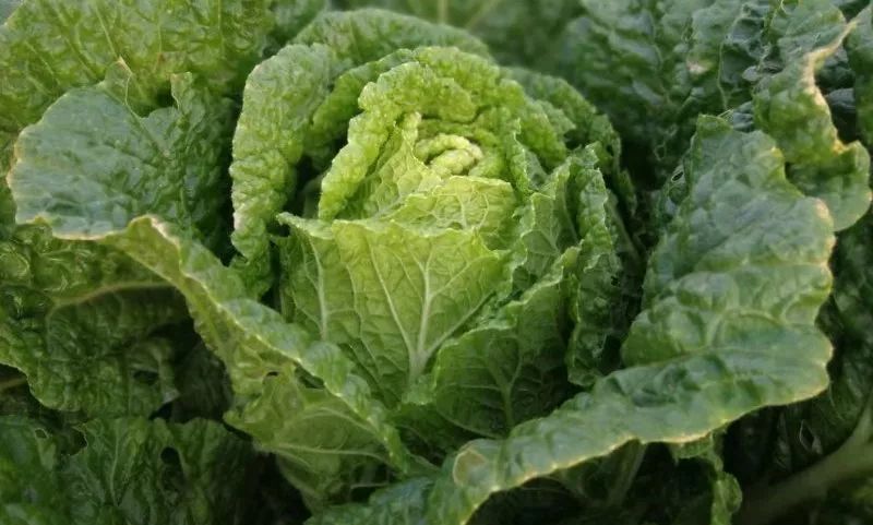 东高村镇崔家庄村娃娃菜长大了着急找妈妈