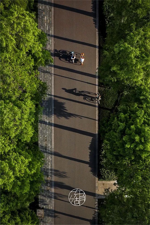 此刻的東湖,露珠掛上了荷園的新葉,長天樓前龍舟成伍,小鬼們匍匐綠道