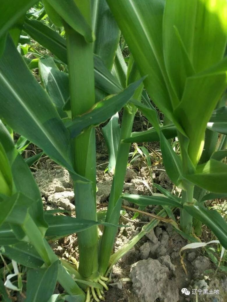 原创玉米丫子到底需不需要掰专家终于给出了明确答案