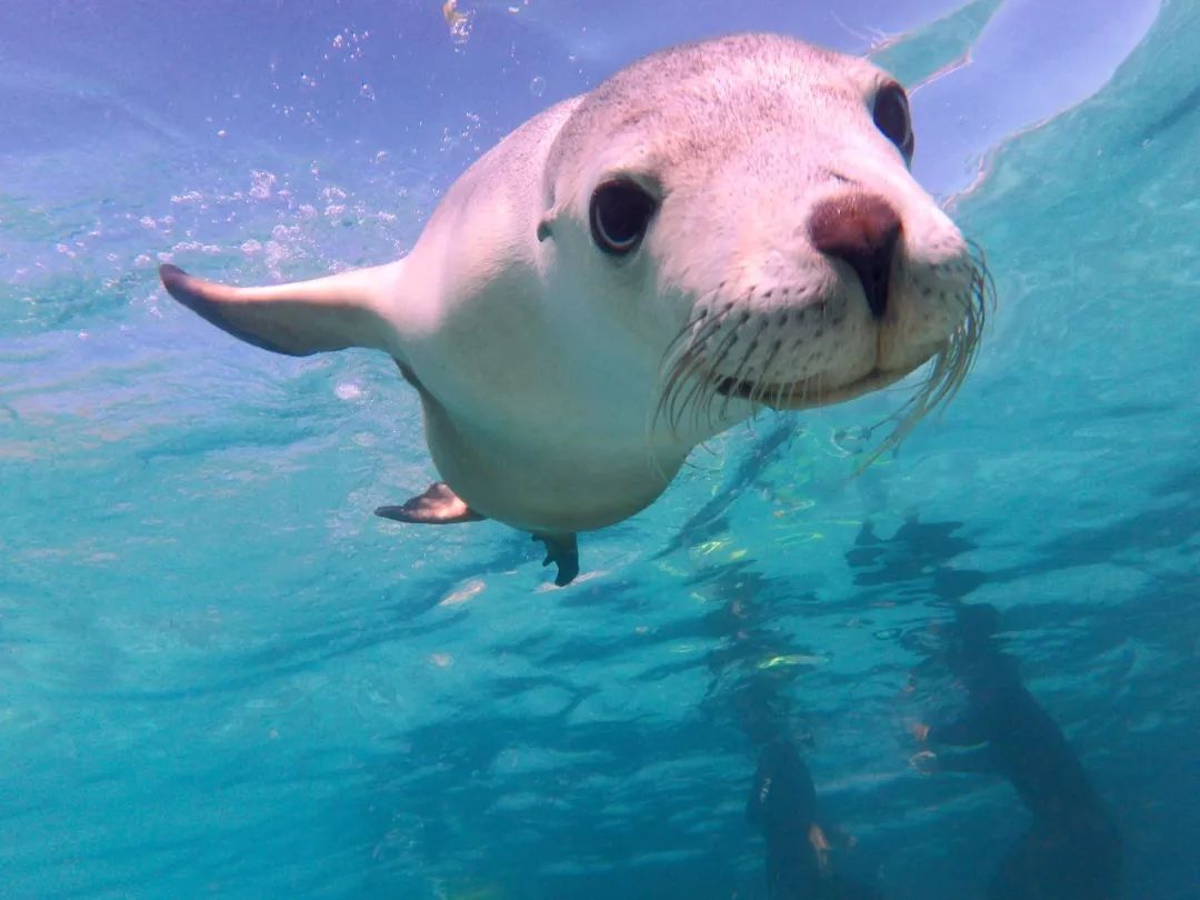科普澳洲海狮南澳的微笑天使