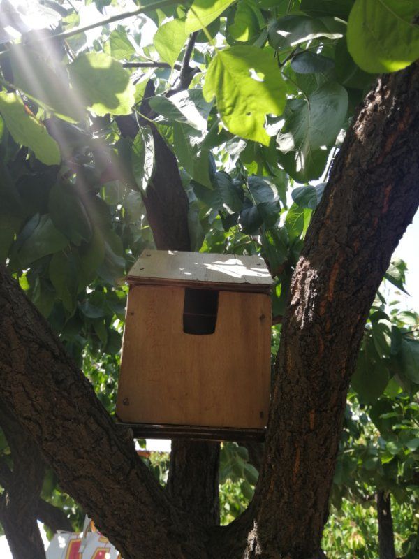 厉害了城阳学生爱鸟筑巢人工鸟巢鸣禽来栖