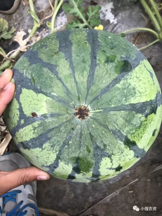 小强西瓜阴皮病全程防治套餐