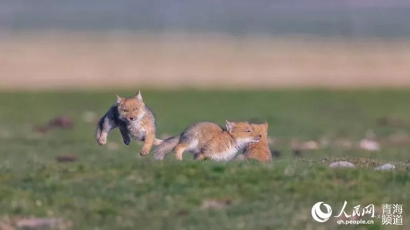 罕见在青海首次拍到一窝6只小藏狐