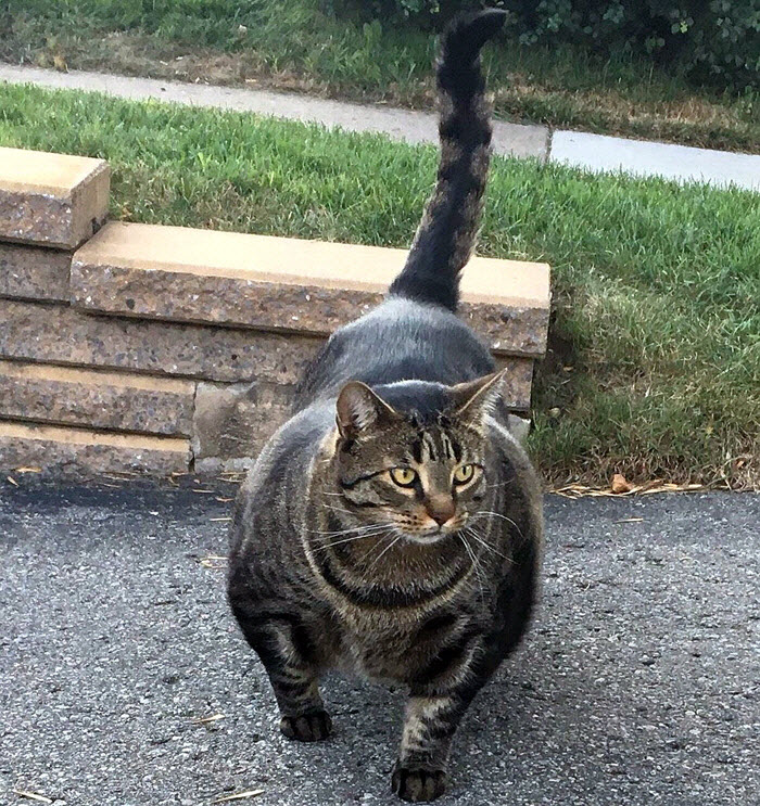 看看动物界的肌肉控