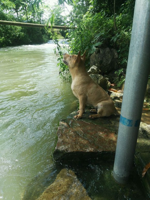 原创土狗挺会找避暑的地方,在河边树荫里听着水流声乘凉