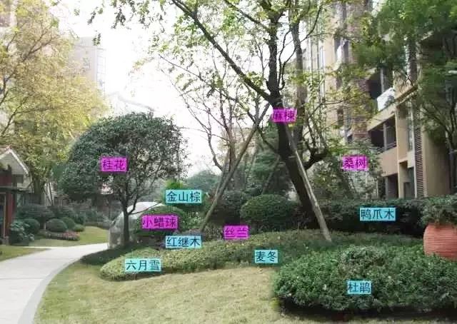 植物组团配置秘籍超实用