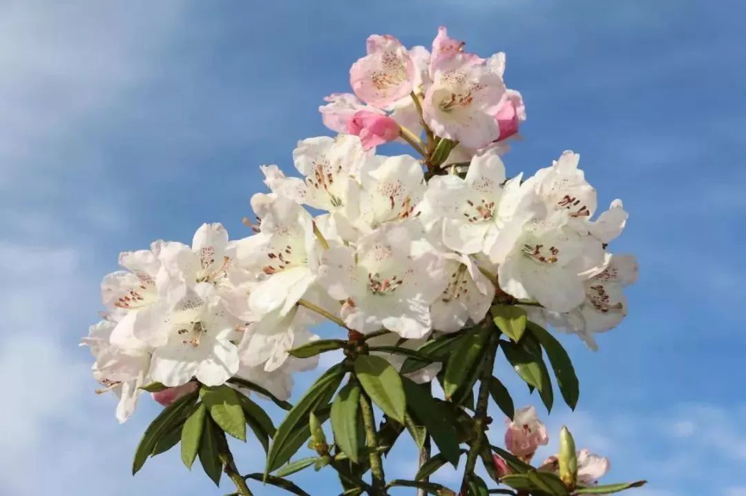 新平磨盘山杜鹃花图片