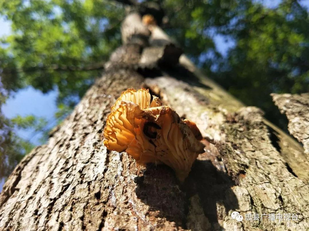 菌姑娘安家樟树,怕人误采食中毒先捅落