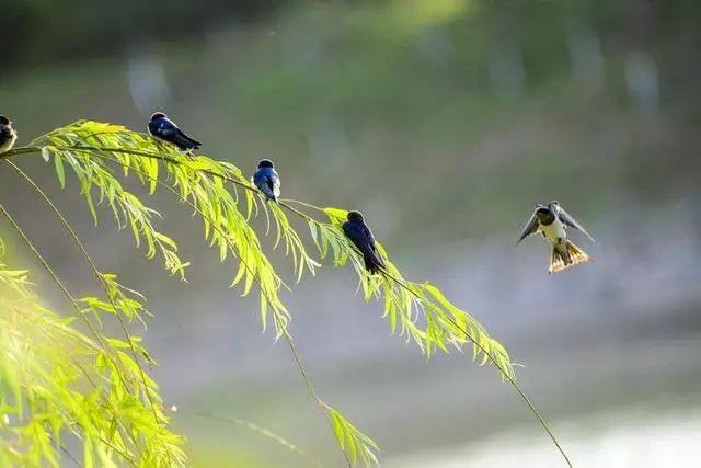 鸟类摄影诗情画意的小燕子