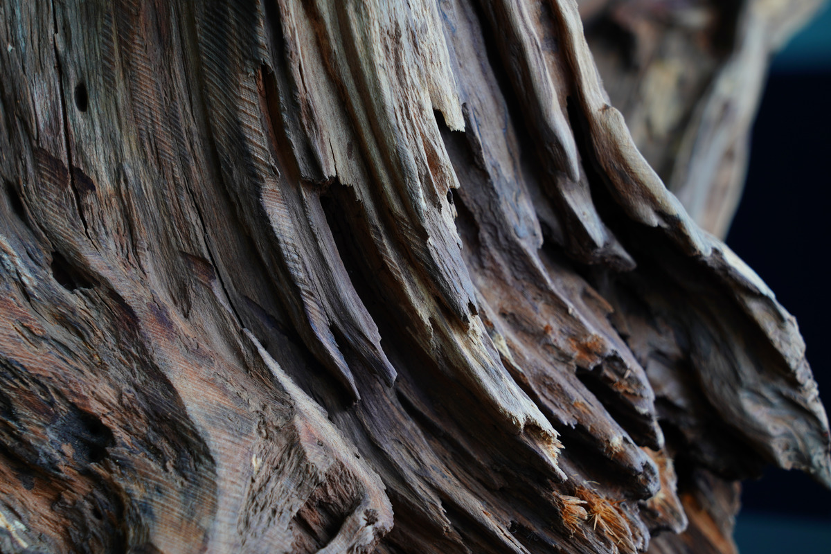 图虫静物摄影:枯木朽株