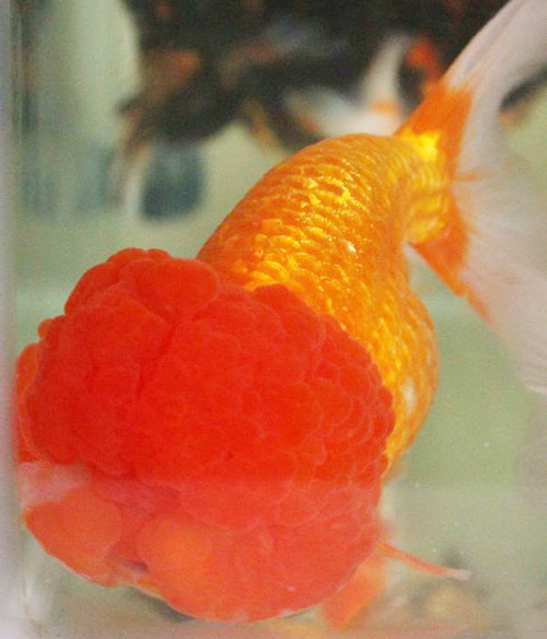 中国国粹金鱼鉴赏-猫狮(一)