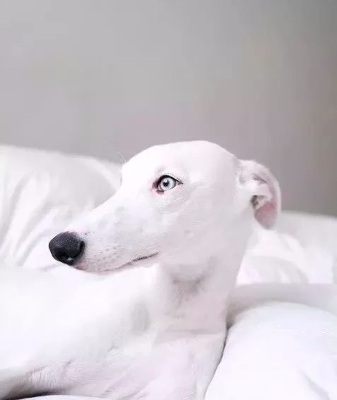 狗中白富美肤白貌美大长腿简直汪界超模了