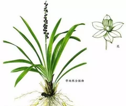 麦冬-基本信息麦冬为百合科沿阶草属多年生常绿草本植物,根较粗,中间