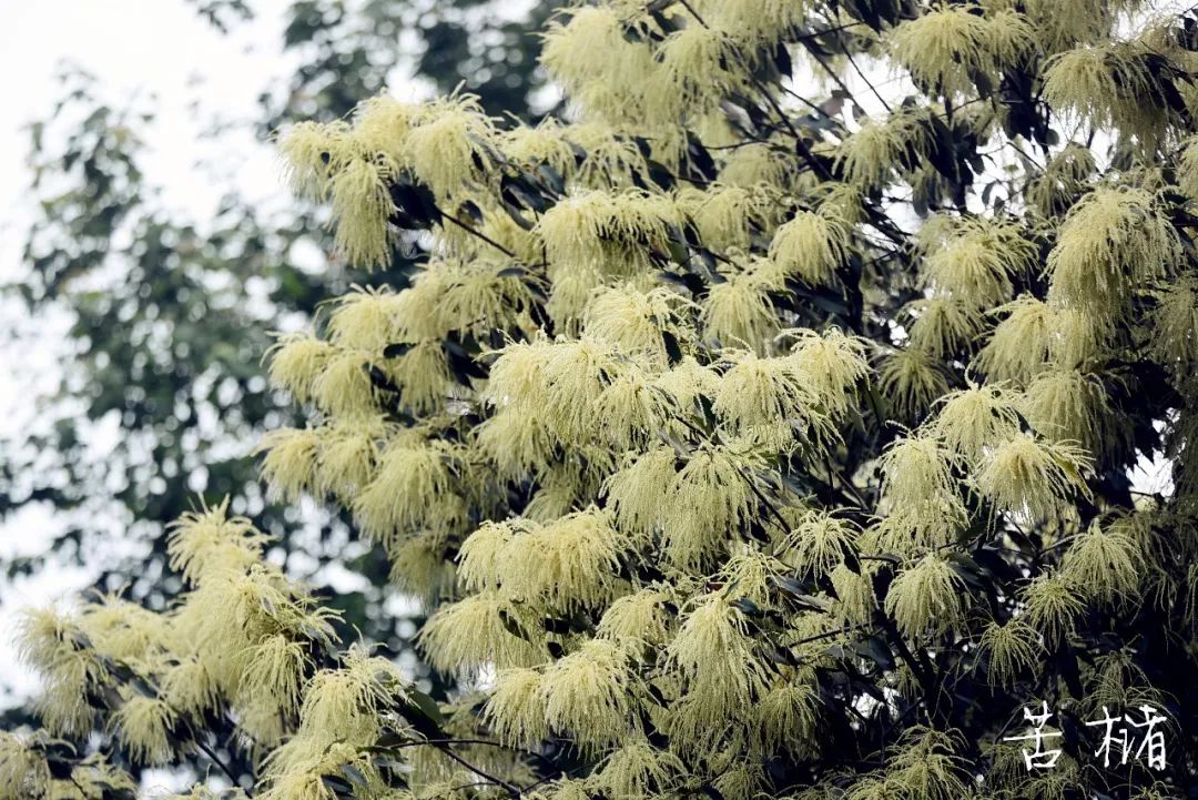 广西牛尾木图片图片