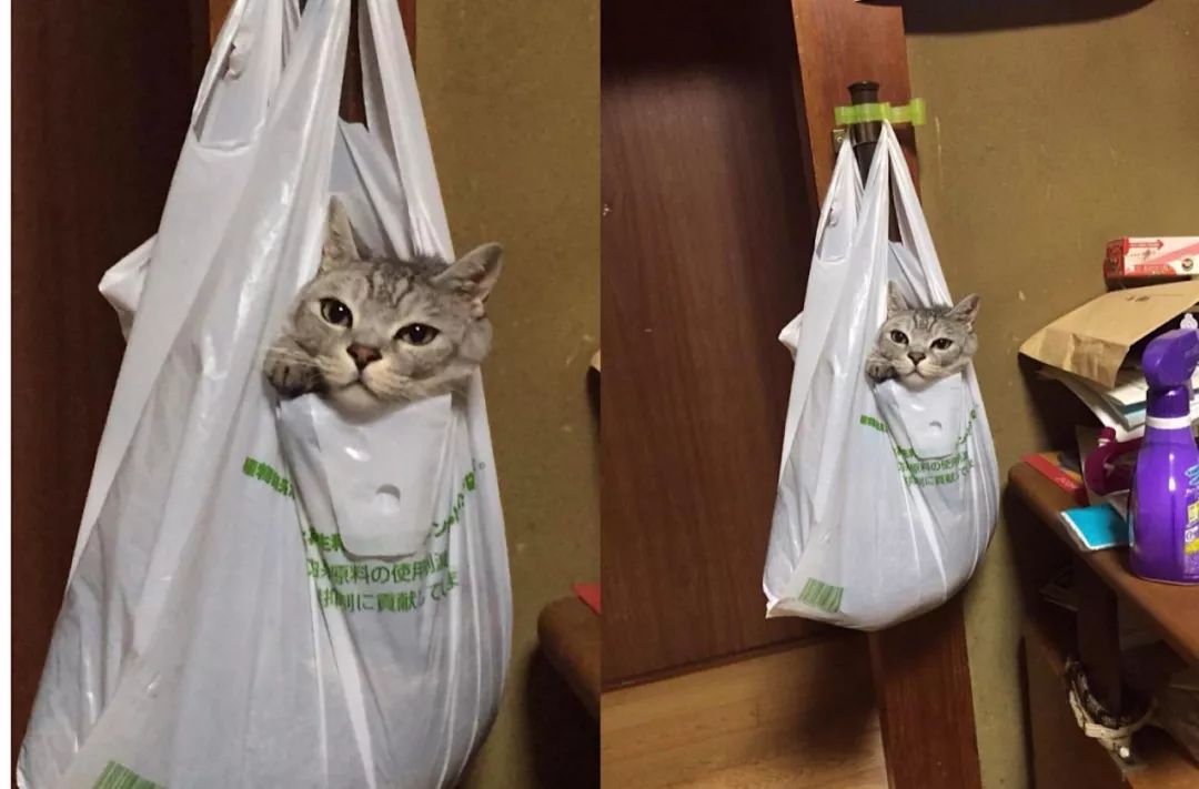 猫咪们放弃挣扎的六个可爱瞬间