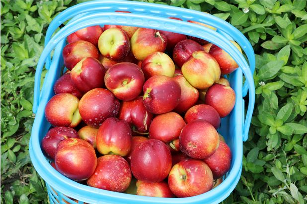 就在这周末,海安这家新园子将被挤爆,可别怪我没提醒你._桃园