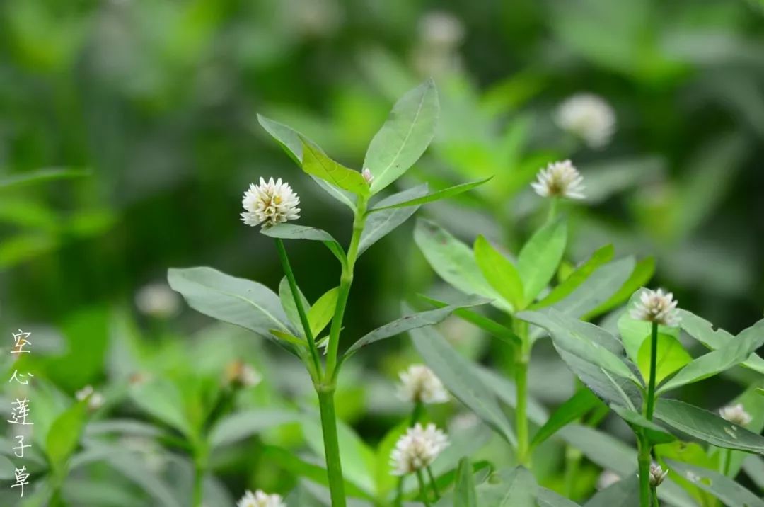 我與春的約定花開自芳菲終