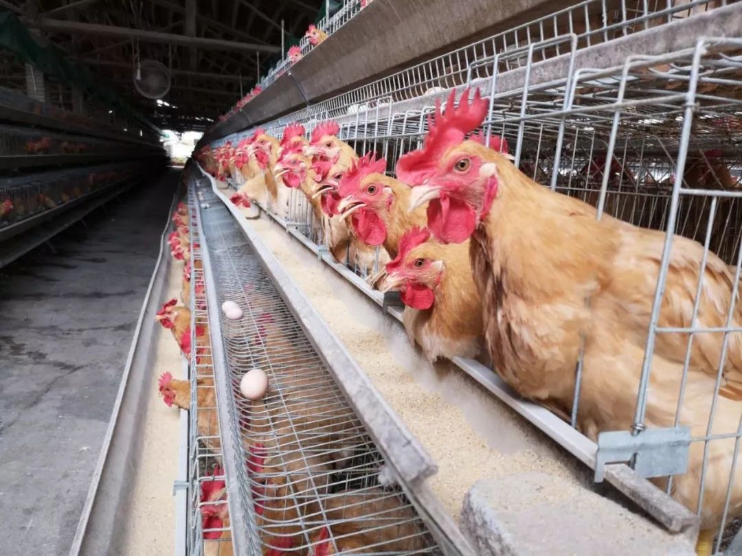 国鸡侣行丨山地放养160天!盈富农业:怀乡鸡产能仍未饱和_陈运冬