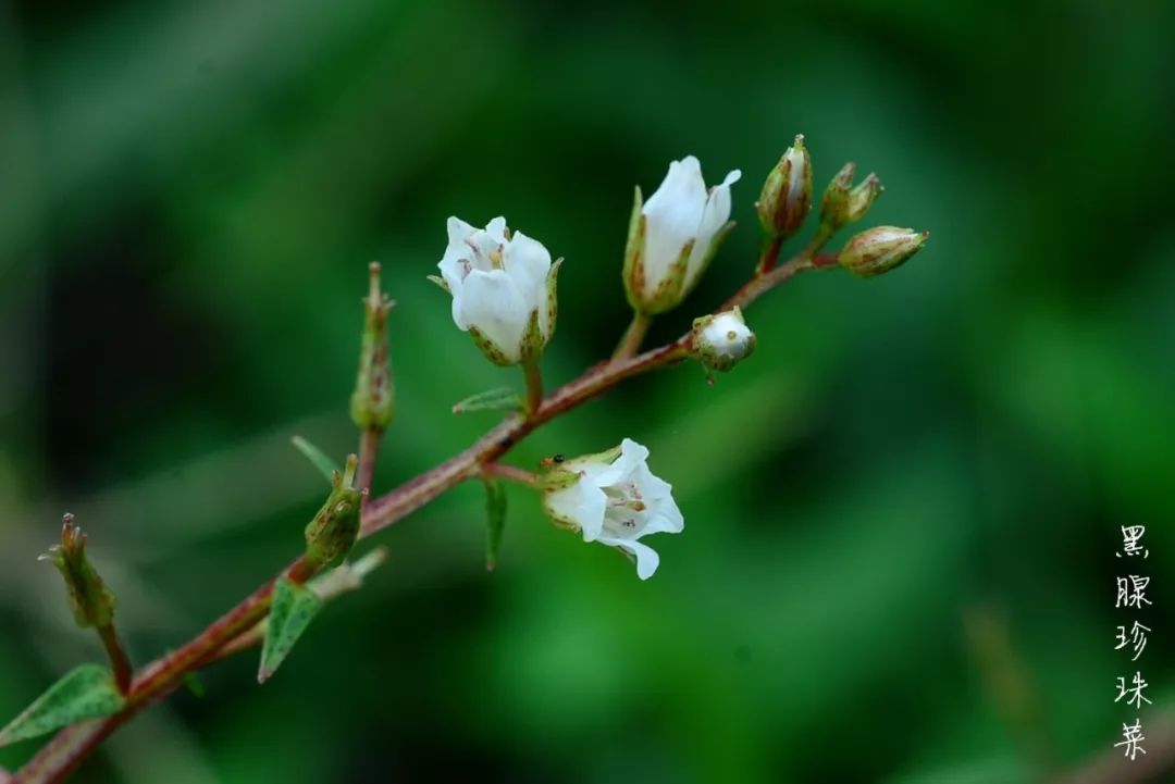 我与春的约定花开自芳菲终