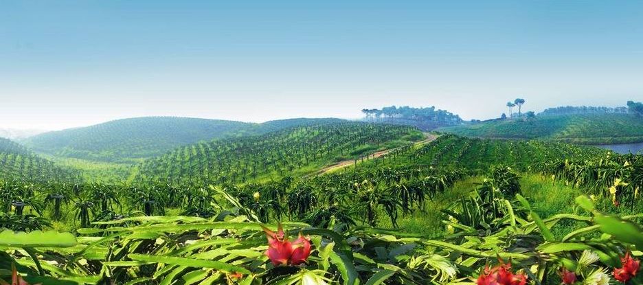 找果树打造令行业信任的果树交易平台