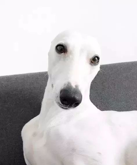 狗中白富美肤白貌美大长腿简直汪界超模了