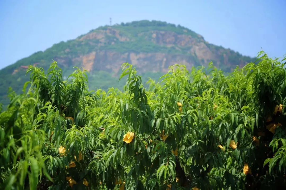 水果团正宗无锡阳山水蜜桃甜软多汁桃中爱马仕央视推荐品牌